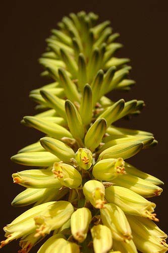  Inflorescencia amarilla.
