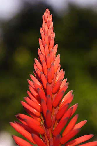  Inflorescencia roja.