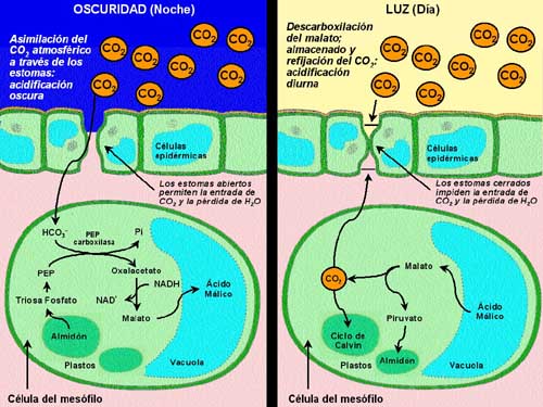  Fotosntesis CAM.