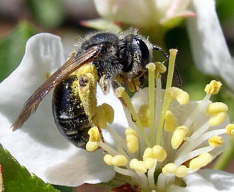  Abeja con polen.