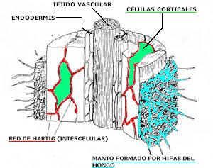  Esquema raz micorrizada.