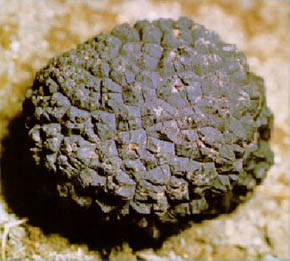  Aspecto externo Tuber melanosporum.