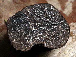  Corte Tuber melanosporum.